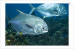 Permit (Trachinotus falcatus) by Anonymous