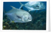 Permit (Trachinotus falcatus) by Anonymous