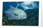 Permit (Trachinotus falcatus) by Anonymous