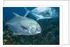 Permit (Trachinotus falcatus) by Anonymous