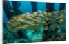 School of smallmouth grunt (Haemulon chrysargyreum). by Anonymous