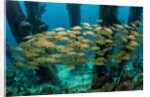 School of smallmouth grunt (Haemulon chrysargyreum). by Anonymous