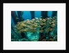 School of smallmouth grunt (Haemulon chrysargyreum). by Anonymous