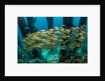 School of smallmouth grunt (Haemulon chrysargyreum). by Anonymous
