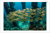 School of smallmouth grunt (Haemulon chrysargyreum). by Anonymous