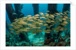 School of smallmouth grunt (Haemulon chrysargyreum). by Anonymous