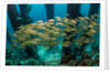 School of smallmouth grunt (Haemulon chrysargyreum). by Anonymous