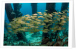 School of smallmouth grunt (Haemulon chrysargyreum). by Anonymous