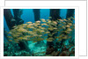 School of smallmouth grunt (Haemulon chrysargyreum). by Anonymous
