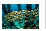 School of smallmouth grunt (Haemulon chrysargyreum). by Anonymous