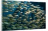 School of smallmouth grunt (Haemulon chrysargyreum). by Anonymous