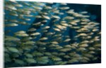 School of smallmouth grunt (Haemulon chrysargyreum). by Anonymous