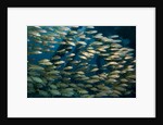 School of smallmouth grunt (Haemulon chrysargyreum). by Anonymous