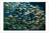 School of smallmouth grunt (Haemulon chrysargyreum). by Anonymous