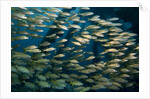 School of smallmouth grunt (Haemulon chrysargyreum). by Anonymous