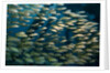 School of smallmouth grunt (Haemulon chrysargyreum). by Anonymous
