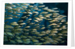 School of smallmouth grunt (Haemulon chrysargyreum). by Anonymous