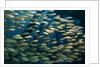 School of smallmouth grunt (Haemulon chrysargyreum). by Anonymous