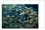 School of smallmouth grunt (Haemulon chrysargyreum). by Anonymous