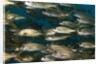 School of smallmouth grunt (Haemulon chrysargyreum). by Anonymous