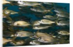 School of smallmouth grunt (Haemulon chrysargyreum). by Anonymous