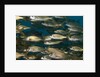 School of smallmouth grunt (Haemulon chrysargyreum). by Anonymous