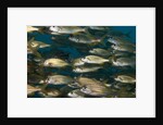 School of smallmouth grunt (Haemulon chrysargyreum). by Anonymous