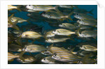 School of smallmouth grunt (Haemulon chrysargyreum). by Anonymous
