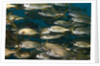 School of smallmouth grunt (Haemulon chrysargyreum). by Anonymous