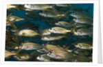 School of smallmouth grunt (Haemulon chrysargyreum). by Anonymous