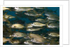 School of smallmouth grunt (Haemulon chrysargyreum). by Anonymous