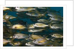 School of smallmouth grunt (Haemulon chrysargyreum). by Anonymous