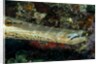 Face and mouth of Trumpetfish (Aulostomus maculatus) by Anonymous