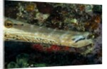 Face and mouth of Trumpetfish (Aulostomus maculatus) by Anonymous
