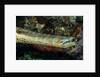 Face and mouth of Trumpetfish (Aulostomus maculatus) by Anonymous