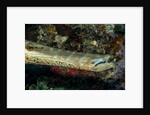 Face and mouth of Trumpetfish (Aulostomus maculatus) by Anonymous