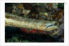 Face and mouth of Trumpetfish (Aulostomus maculatus) by Anonymous