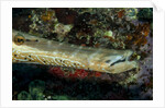 Face and mouth of Trumpetfish (Aulostomus maculatus) by Anonymous