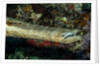 Face and mouth of Trumpetfish (Aulostomus maculatus) by Anonymous