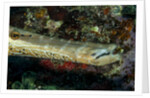 Face and mouth of Trumpetfish (Aulostomus maculatus) by Anonymous