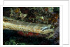 Face and mouth of Trumpetfish (Aulostomus maculatus) by Anonymous