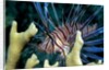 Pacific ocean species in Caribbean Sea by Anonymous