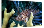 Pacific ocean species in Caribbean Sea by Anonymous