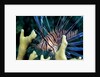 Pacific ocean species in Caribbean Sea by Anonymous
