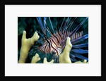 Pacific ocean species in Caribbean Sea by Anonymous