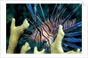 Pacific ocean species in Caribbean Sea by Anonymous