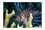 Pacific ocean species in Caribbean Sea by Anonymous