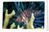Pacific ocean species in Caribbean Sea by Anonymous