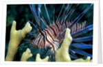 Pacific ocean species in Caribbean Sea by Anonymous