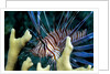 Pacific ocean species in Caribbean Sea by Anonymous